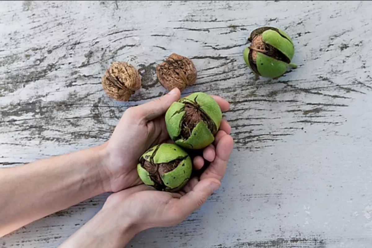 4 Benefits of Black Walnut Extract Mcclellan Natural Health Wellness