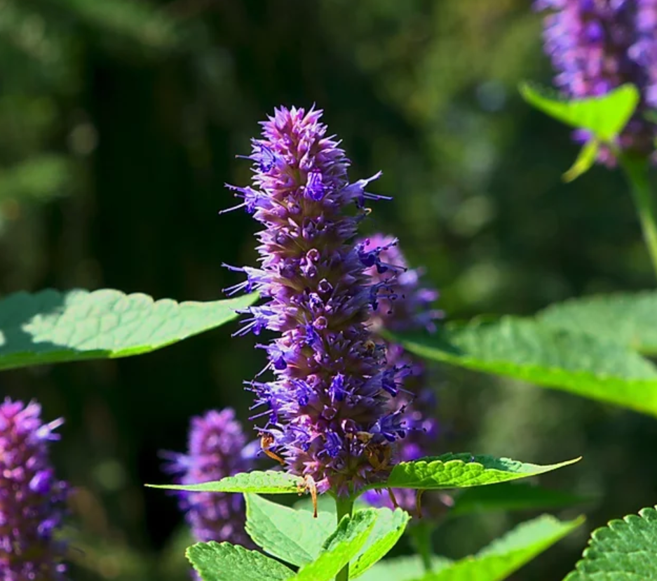 Important Qualities of Anise Hyssop – Mcclellan Natural Health Wellness ...