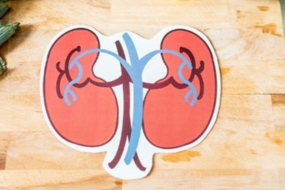 Effective Supplements to Improve Your Kidney Health
